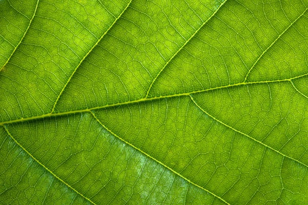 신선한 녹색 잎 텍스처 매크로 배경 — 스톡 사진