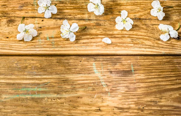 Apple blossom, spring background with blossoming branch on wooden boards