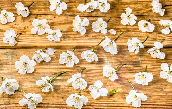 Apple blossom, spring background with blossoming branch on wooden boards