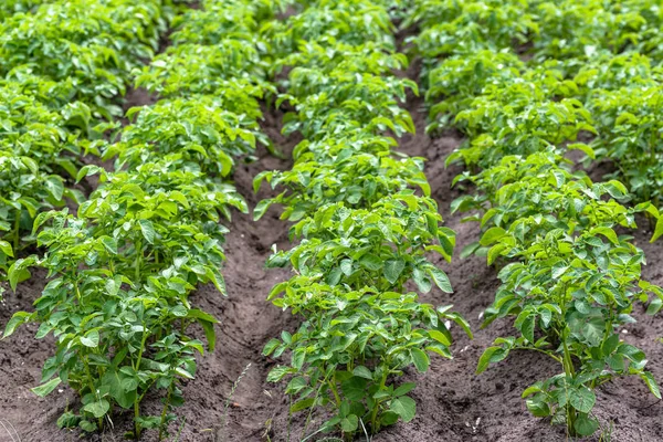 Green potato rows on field in the summer, cultivation of potatoes. Stock Image