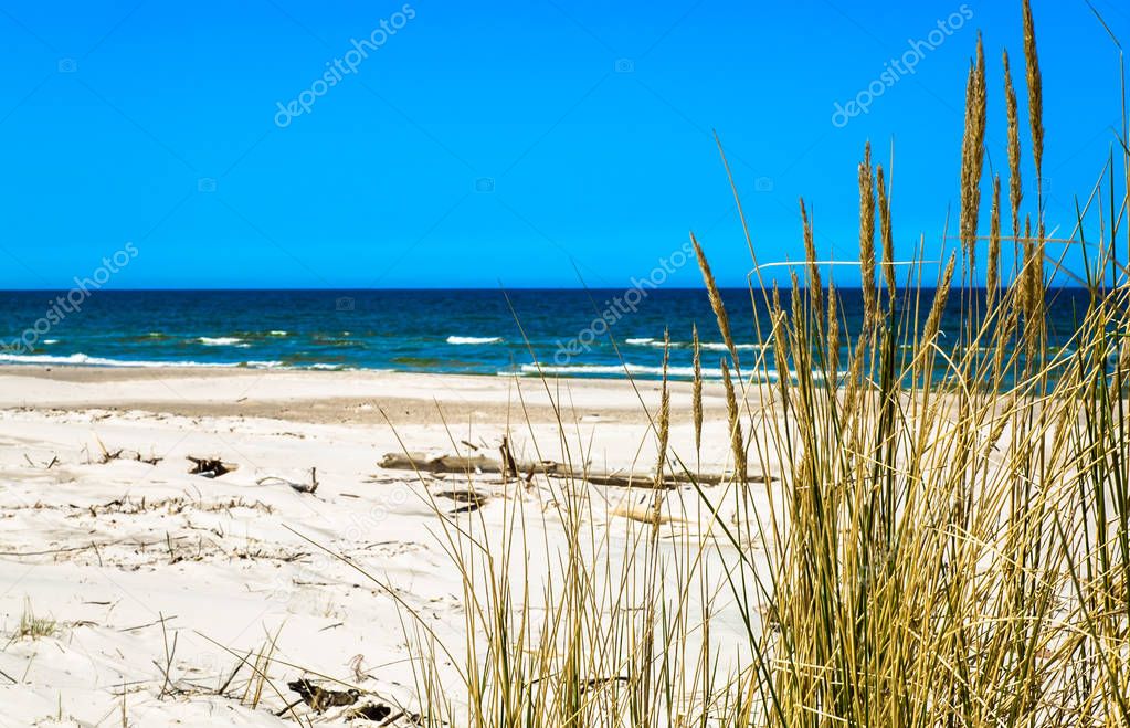 Sand dunes with grass and deserted sandy beach under blue sky, summer vacation, travel background