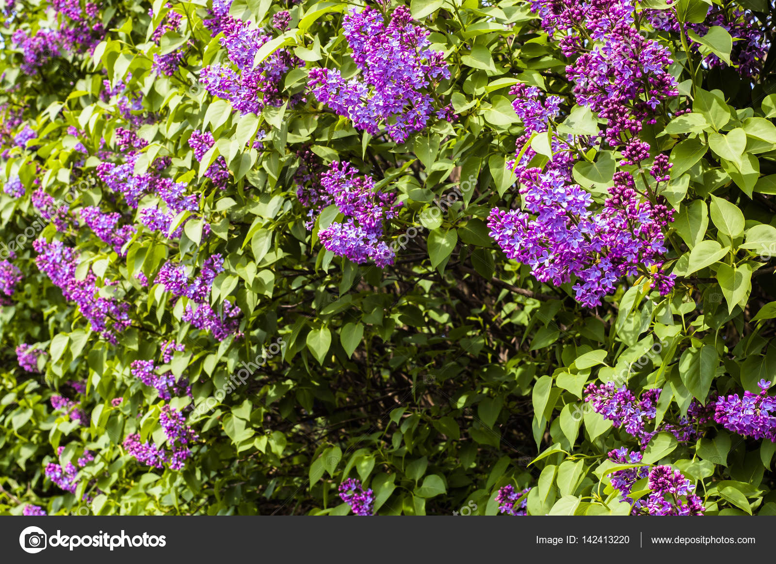 garten blumen lila, blumen lila, frühling blüten im garten — stockfoto © alicjane #142413220, Design ideen