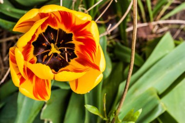 Lale, closeup ana sayfa görünümü içinde belgili tanımlık Bahçe, Bahar geçmiş