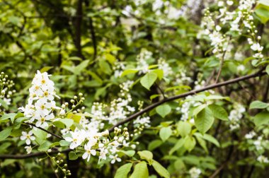 Çiçekleri beyaz, arka plan, ağaç dalı çiçekli bahar