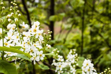 Çiçekleri beyaz, arka plan, ağaç dalı çiçekli bahar