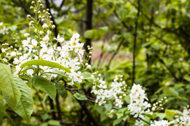 Çiçekleri beyaz, arka plan, ağaç dalı çiçekli bahar