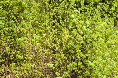 Taze yaprakları Bahar, arka plan, dallar yeşil yeşillik