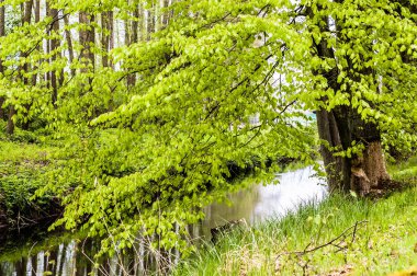 Taze yeşil ağaç bahar Nehri üzerinde bırakır.