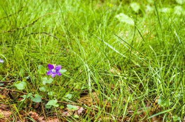 Çiçekler, çiçekler bahar ormandaki menekşe