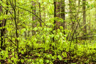 Taze yeşil yaprakları ilkbaharda, arka plan