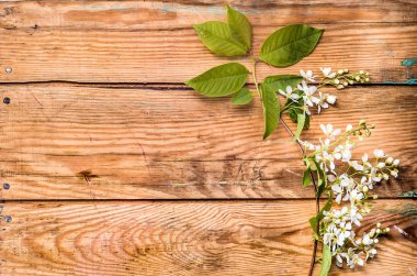 Kiraz çiçeği, Bahar arka plan ile ahşap kurullarında çiçek şube