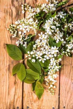 Kiraz çiçeği, Bahar arka plan ile ahşap kurullarında çiçek şube