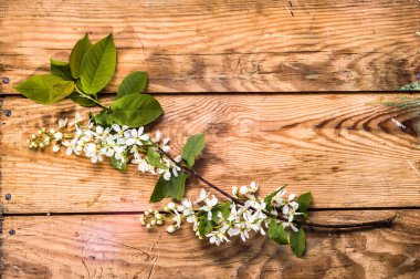 Kiraz çiçeği, Bahar arka plan ile ahşap kurullarında çiçek şube
