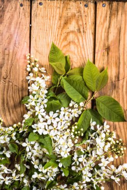 Kiraz çiçeği, Bahar arka plan ile ahşap kurullarında çiçek şube