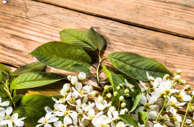 Kiraz çiçeği, Bahar arka plan ile ahşap kurullarında çiçek şube