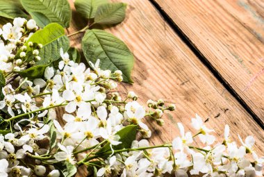 Kiraz çiçeği, Bahar arka plan ile ahşap kurullarında çiçek şube