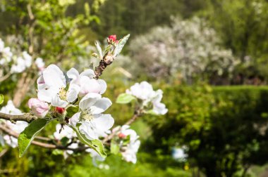 Bahar orchard çiçek açması elma çiçekleri