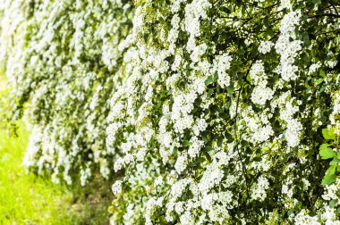 Erkeçsakalı arguta çiçeği bahar, arka plan