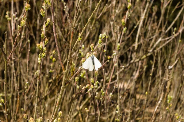 Papillon chou blanc dans la forêt printanière — Photo