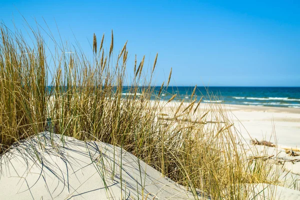 Verlaten zandstrand, landschap met duinen en gras onder de blauwe hemel in de zomer — Stockfoto