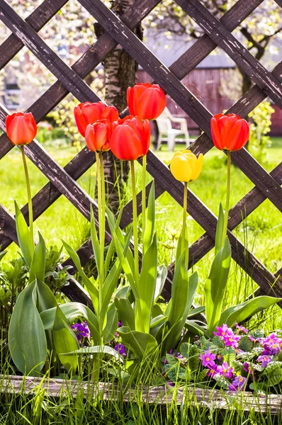 Rode tulpen in de tuin, lente achtergrond — Stockfoto