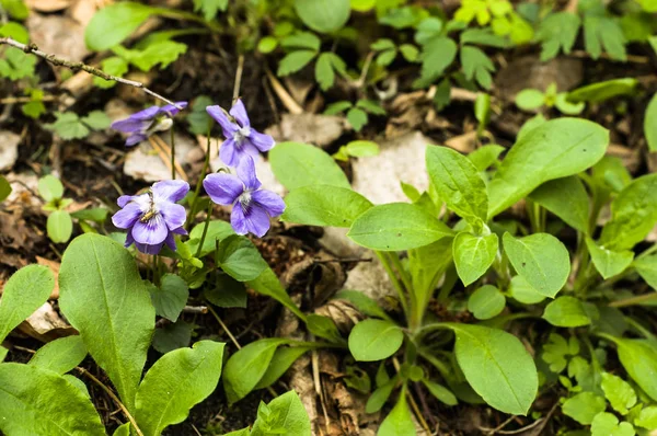 春の森、野生のスミレの花 — ストック写真