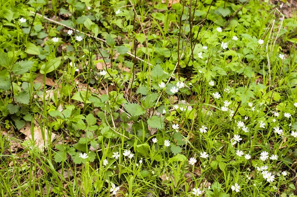 Fleurs sauvages blanches de printemps dans la forêt, stellaria holostea — Photo