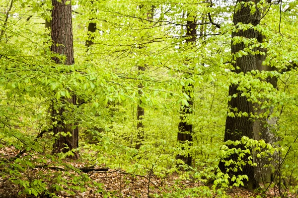 Folhas verdes frescas na primavera, fundo — Fotografia de Stock