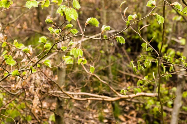 Φρέσκα πράσινα φύλλα την άνοιξη, φόντο — Φωτογραφία Αρχείου