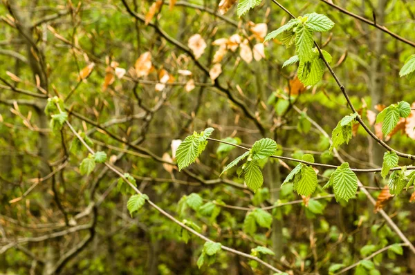 Verse bladeren in de lente, de achtergrond, de groene gebladerte op takken — Stockfoto