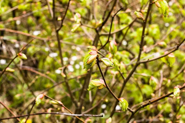 Friss zöld levelek tavasszal, háttér — Stock Fotó