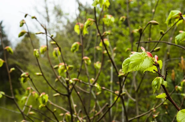 Friss levelek tavasszal, a háttér, a zöld lombok, ágak — Stock Fotó