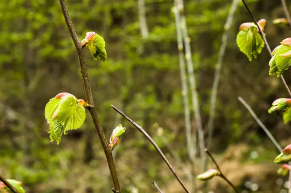 Friss zöld levelek tavasszal, háttér — Stock Fotó