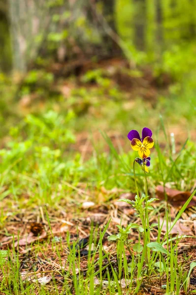 ワイルド パンジー花、青紫、紫春の草でヴィオラトリコロール — ストック写真