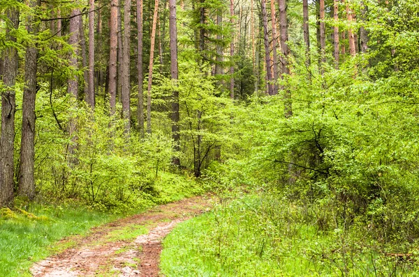 Весняний лісовий пейзаж, дорога серед листяних дерев свіже молоде листя, фон природи — стокове фото