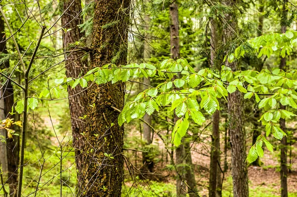 Folhas frescas na primavera, fundo, galhos de árvores verdes — Fotografia de Stock