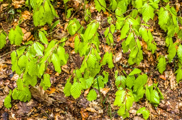 Frische Blätter im Frühling, Hintergrund, grüne Äste — Stockfoto
