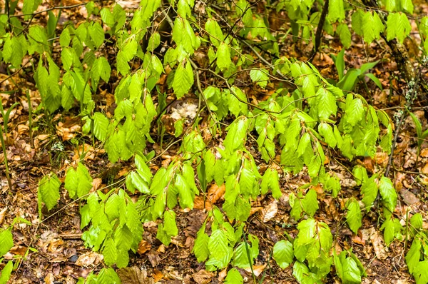 Frische Blätter im Frühling, Hintergrund, grüne Äste — Stockfoto