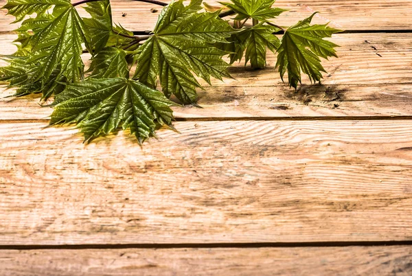 Fond printanier avec des feuilles fraîches d'érable sur planche de bois — Photo