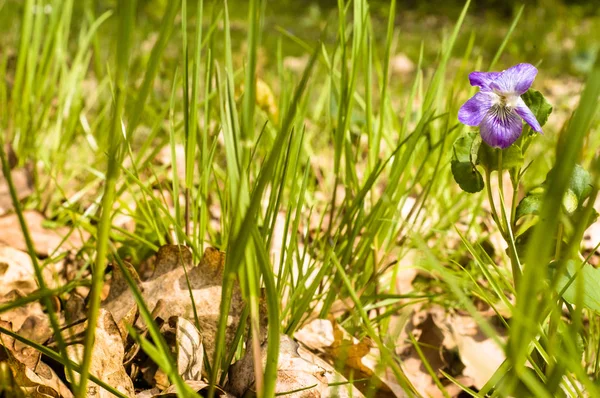 春の森、野生のスミレの花 — ストック写真