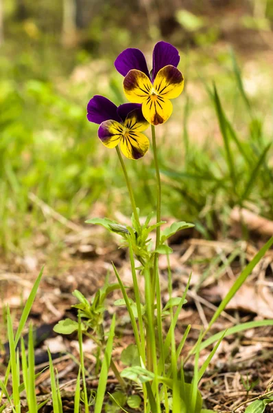 ワイルド パンジー花、青紫、紫春の草でヴィオラトリコロール — ストック写真