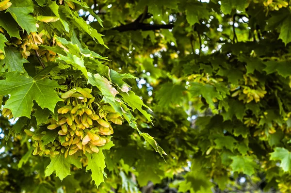 Maple tree branch with bunch of seeds — Stock Photo, Image