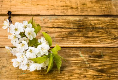 Elma çiçeği, Bahar arka plan ile ahşap kurullarında çiçek şube