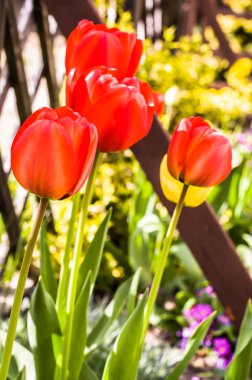 İçinde belgili tanımlık Bahçe, Bahar geçmiş kırmızı lale