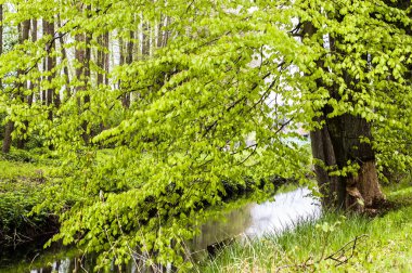 Taze yeşil ağaç bahar Nehri üzerinde bırakır.