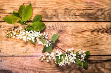 Kiraz çiçeği, Bahar arka plan ile ahşap kurullarında çiçek şube