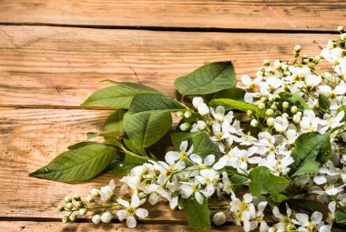 Kiraz çiçeği, Bahar arka plan ile ahşap kurullarında çiçek şube
