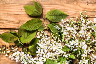 Kiraz çiçeği, Bahar arka plan ile ahşap kurullarında çiçek şube