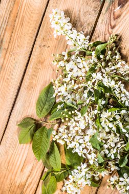 Kiraz çiçeği, Bahar arka plan ile ahşap kurullarında çiçek şube