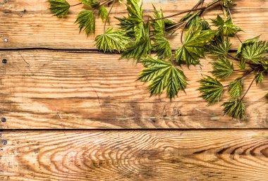 Taze akçaağaç yaprakları, ahşap tahta üzerinde bahar arka plan